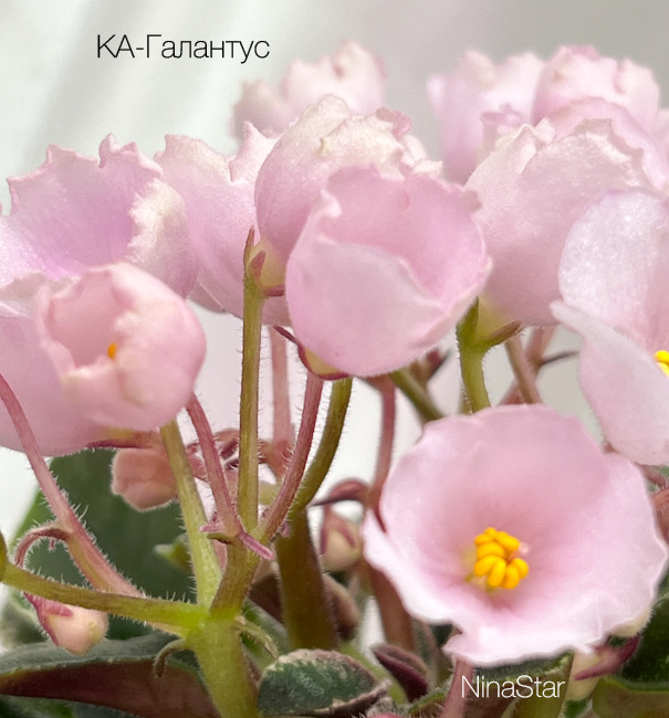 КА-Галантус
