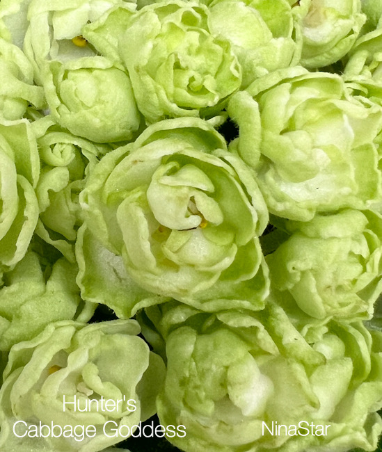 Hunter's Cabbage Goddess