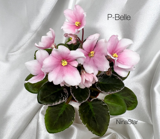 Р-Belle