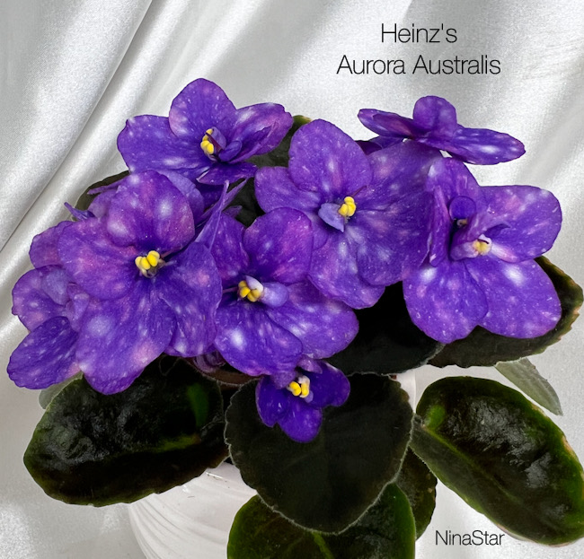Heinz's Aurora Australis