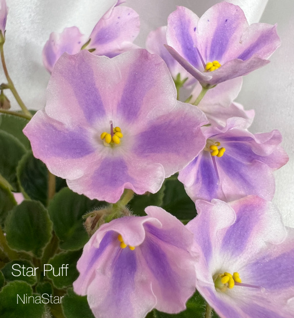 Star Puff