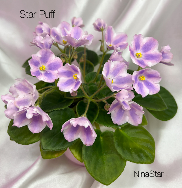 Star Puff