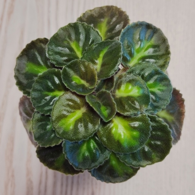 acWrpEKoxm8.jpg