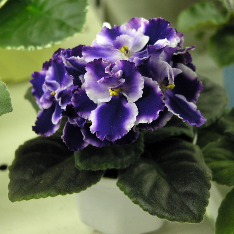 Rhapsodie Cora