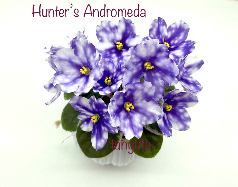 Hunter's Andromeda + (2).jpg
