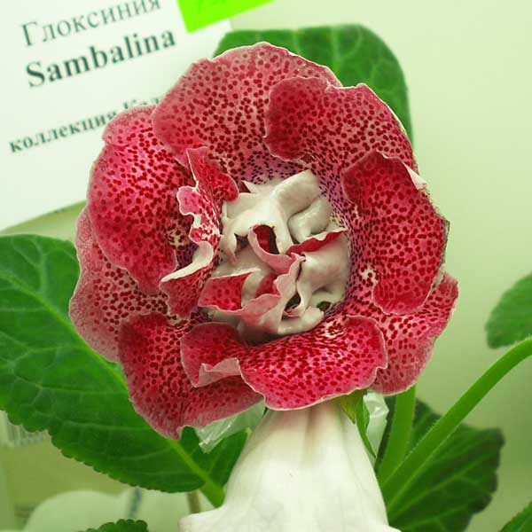 Sambalina
