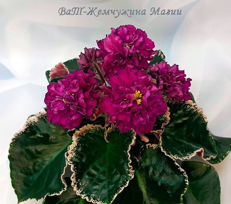 ВаТ-Жемчужина_Магии.jpg