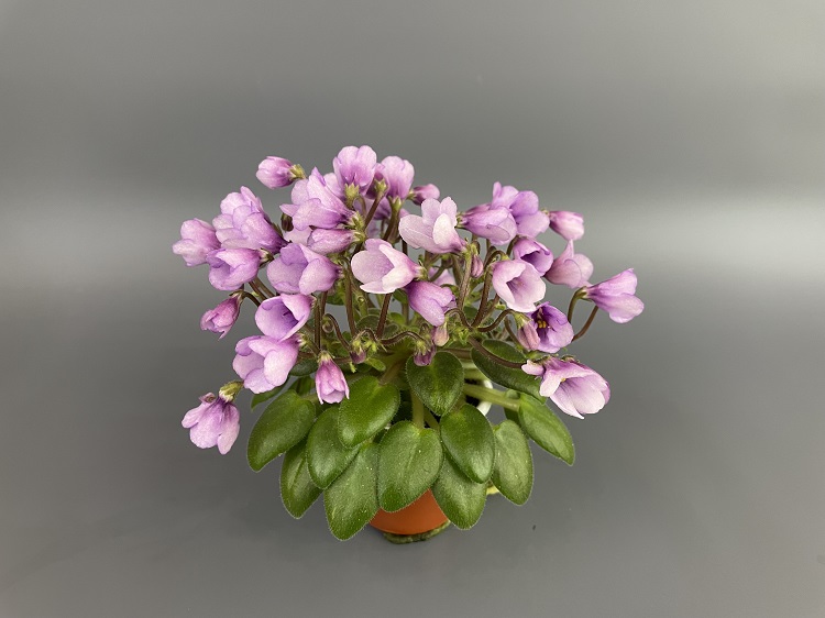 SimSim Tiny Bells  2.jpg
