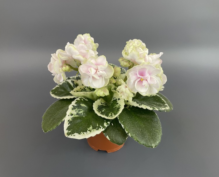 SimSim Tender Rose.jpg