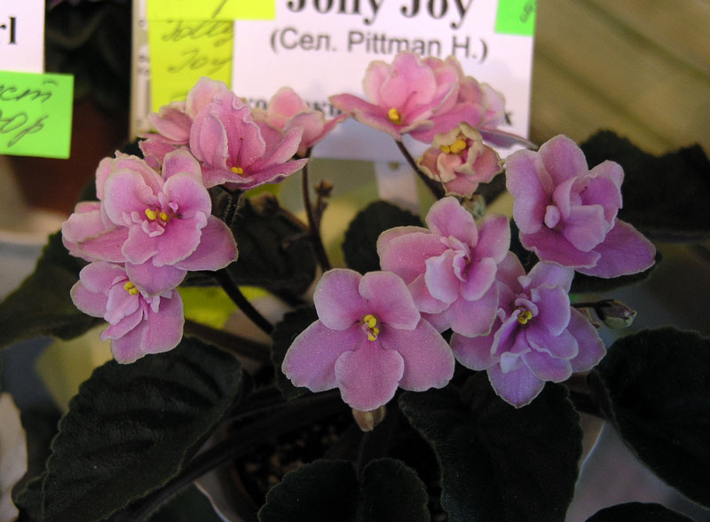 Jolly Joy