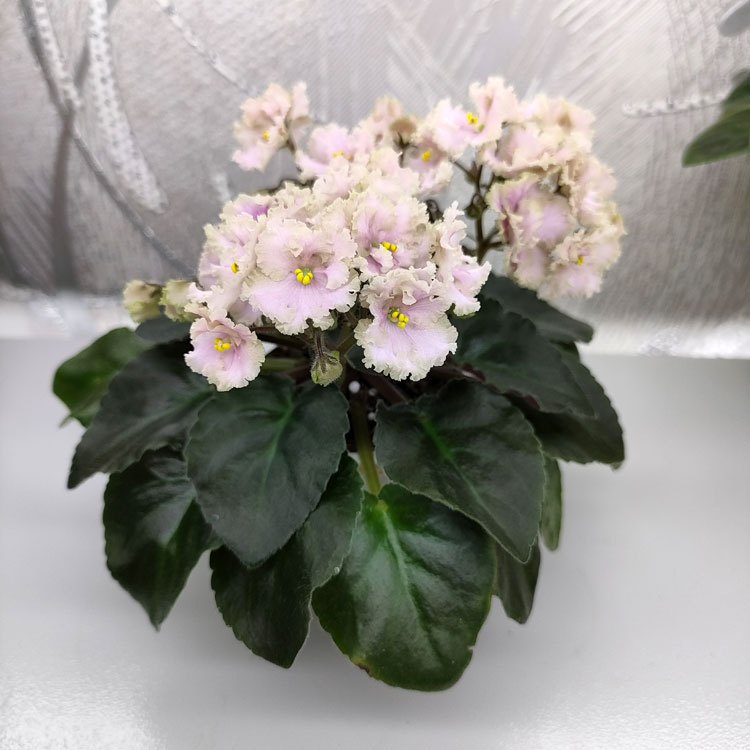 Rob's Antique Rose (R. Robinson)
