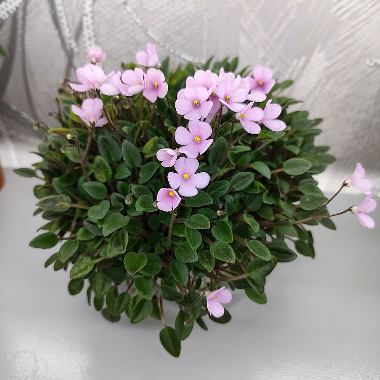 Dainty Dynamo (J.Stokes)
