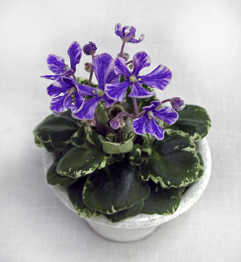 2 место – NV-Blue Creek (N. Violet), колл. М. Шум