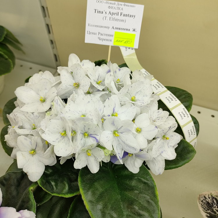 Tina's April Fantasy (T.Elfstrom)