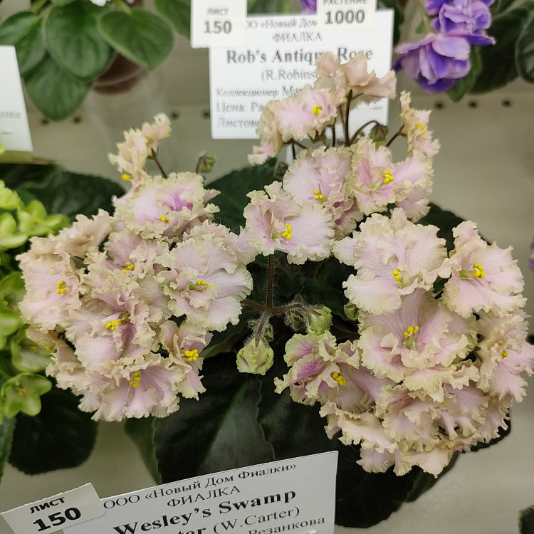 Rob's Antique Rose (R.Robinson)