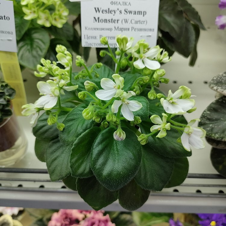 Wesley’s Swamp Monster (W.Carter)