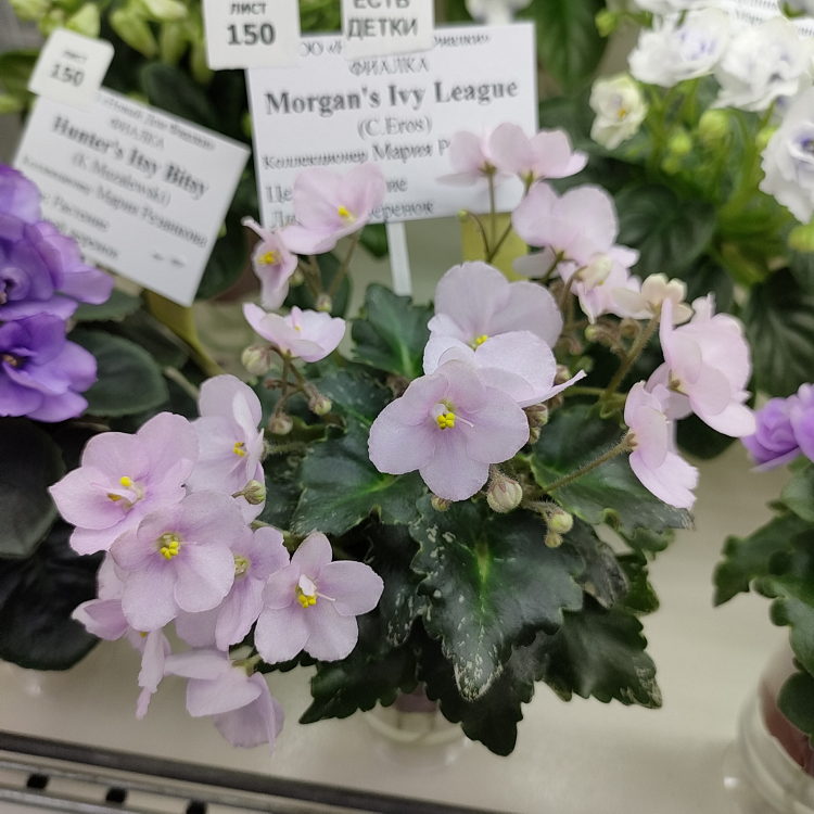 Morgan's Ivy League (C.Eros)