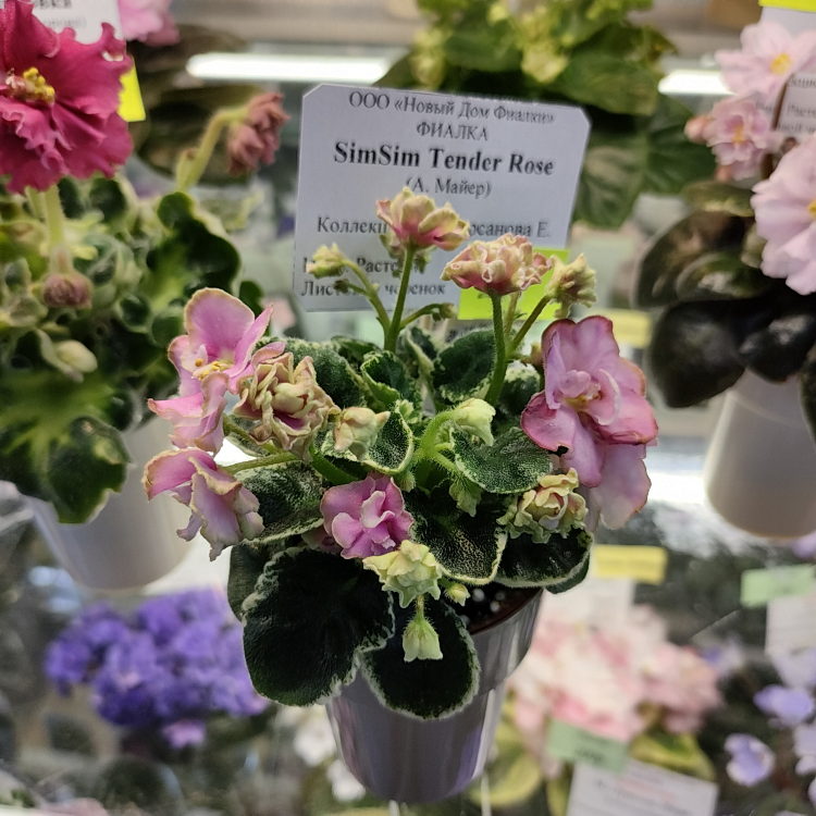 SimSim Tender Rose (Alex Mayer)