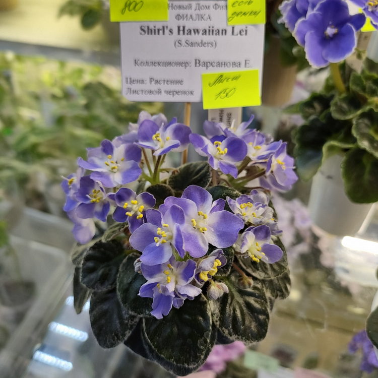 Shirl's Hawaiian Lei (S.Sanders)
