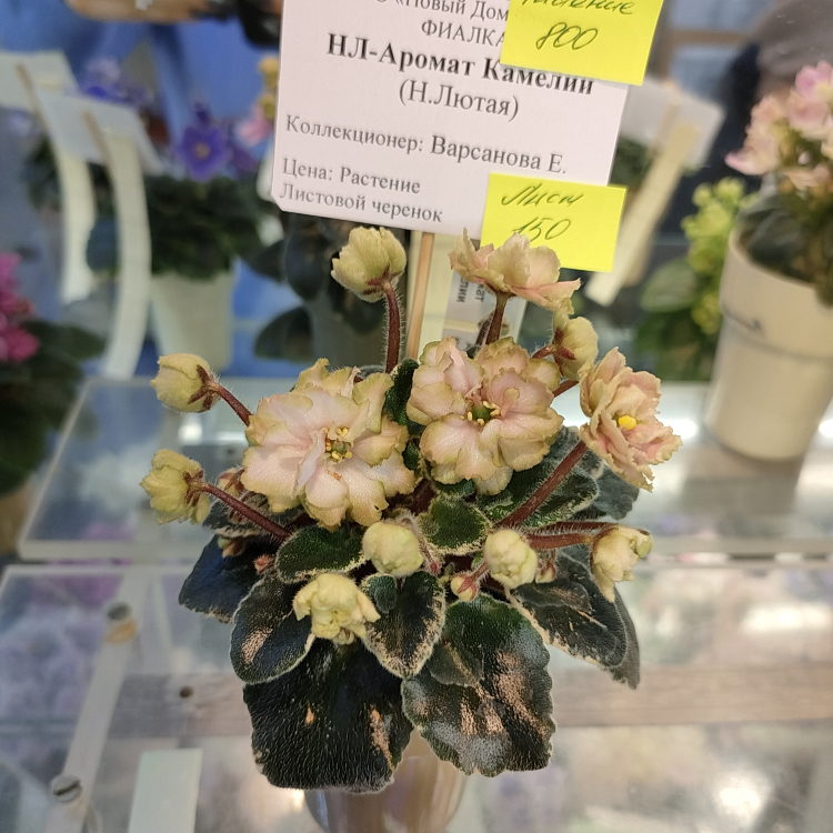 НЛ-Аромат Камелии (Н.Лютая)
