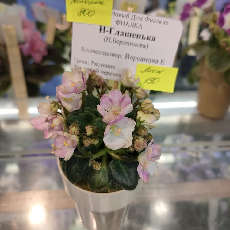 Н-Глашенька (Н.Бердникова)