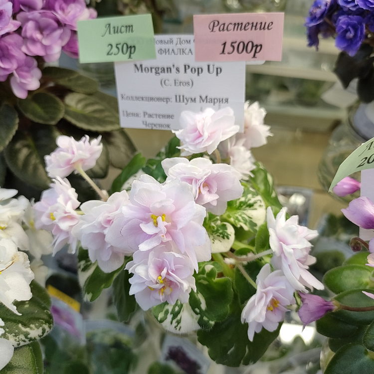 Morgan's Pop Up (C. Eros)