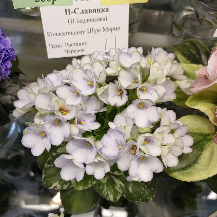 Н-Славянка (Н.Бердникова)