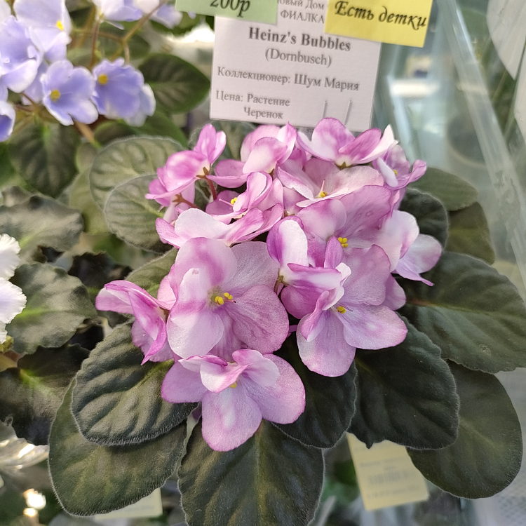 Heinz's Bubbles (H.Dornbusch)