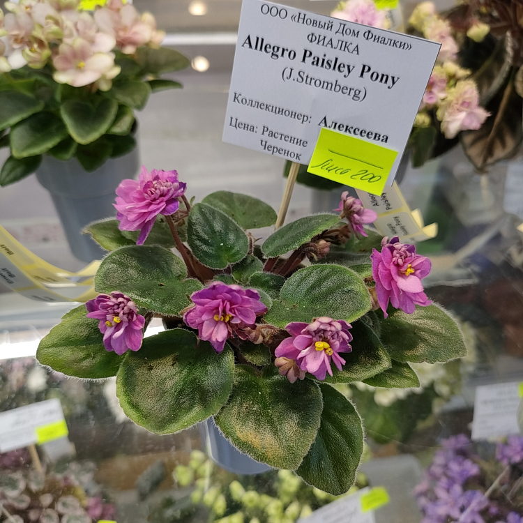 Allegro Paisley Pony (J.Stromborg)