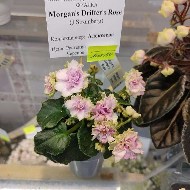 Morgan's Drifter's Rose (C. Eros)