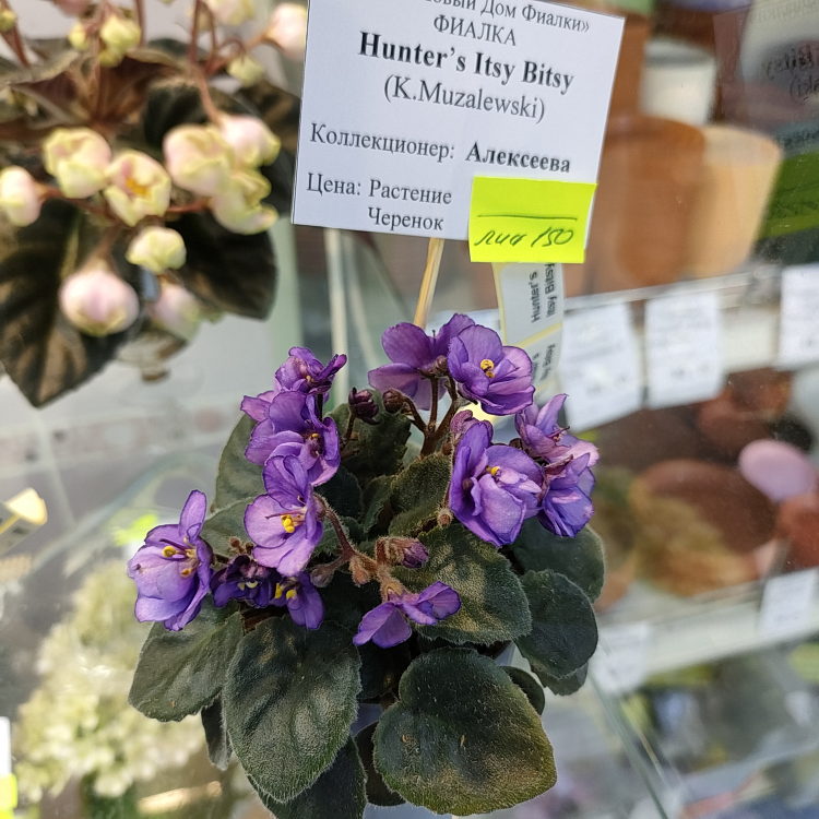 Hunter's Itsy Bitsy (K.Muzalewski)