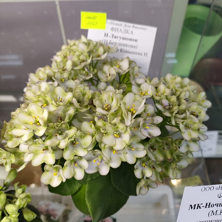 Н-Лягушонок (Н.Бердникова)