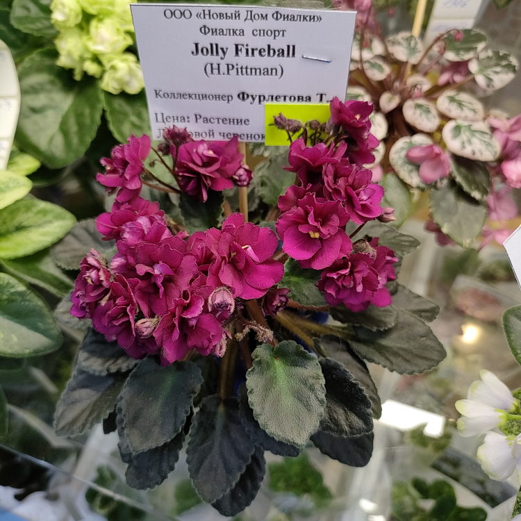 Jolly Fireball (H.Pittman)