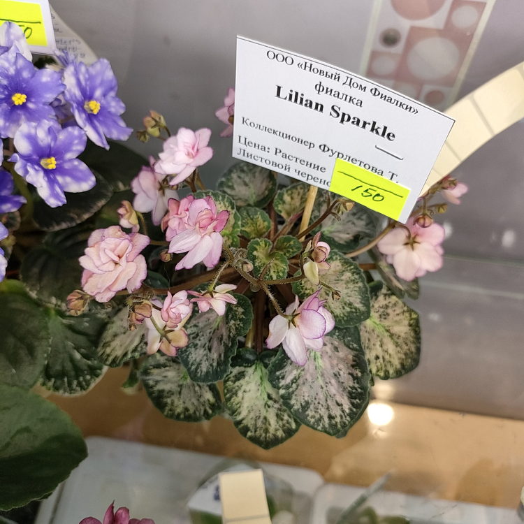Lilian Sparkler (E.Champion)