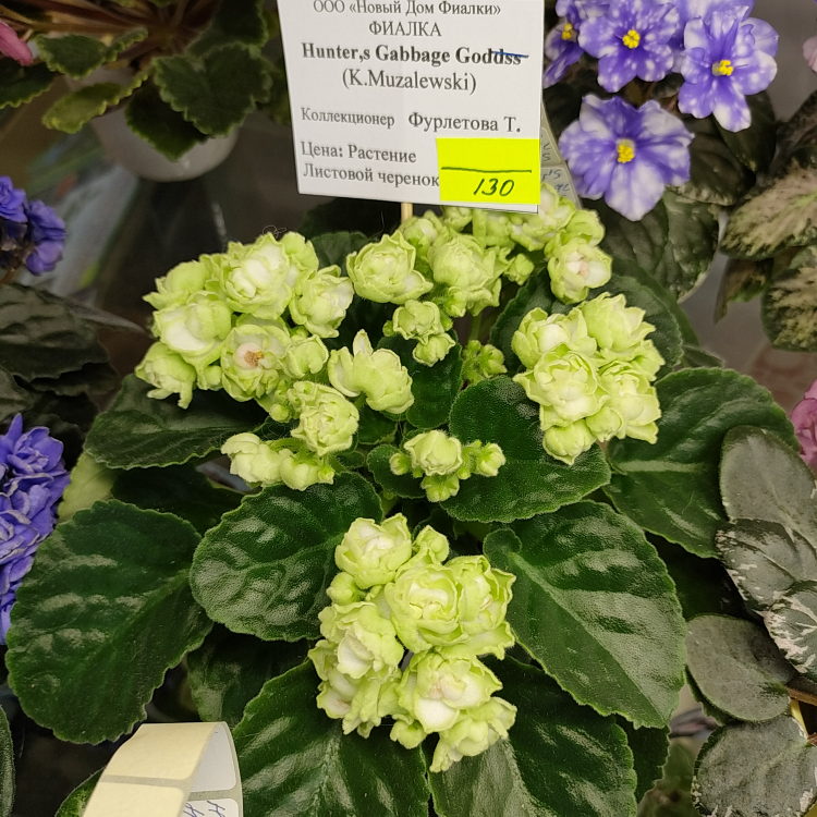 Hunter's Cabbage Goddess (K. Muzalewski)