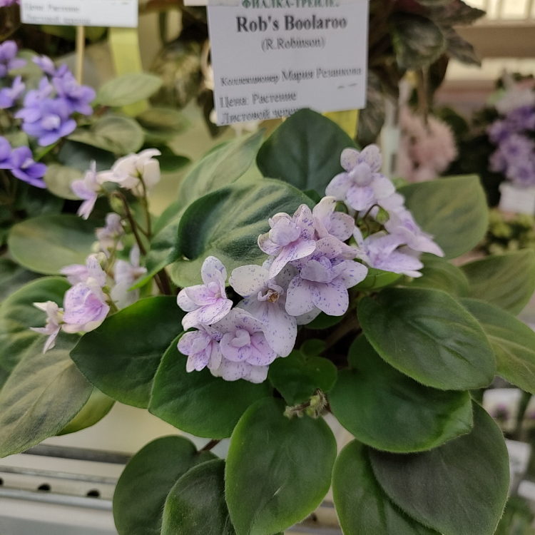 Rob's Boolaroo (R.Robinson)