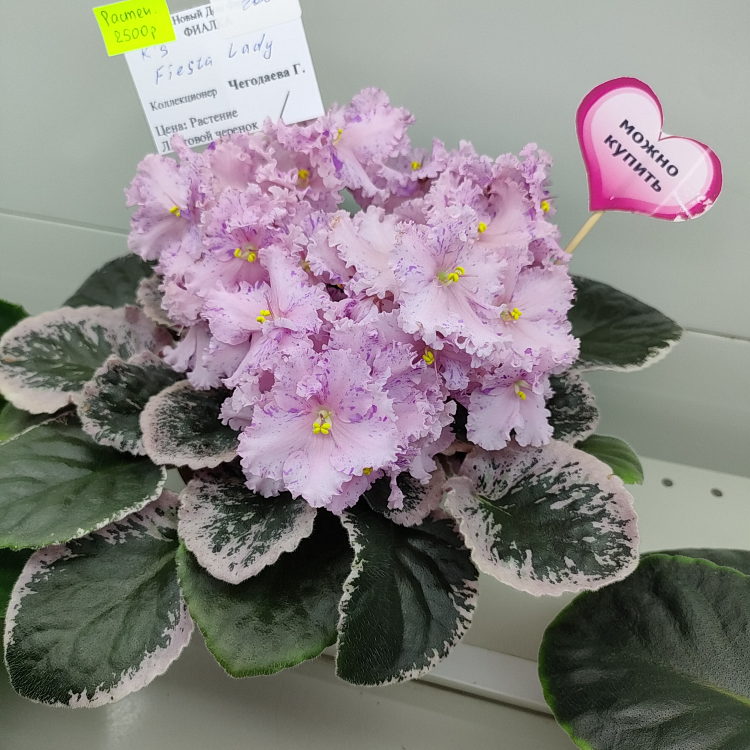 K's Fiesta Lady (K. Hajner)