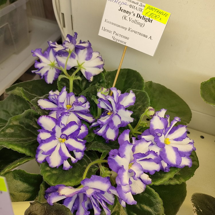Jenny's Delight (K.Volling)