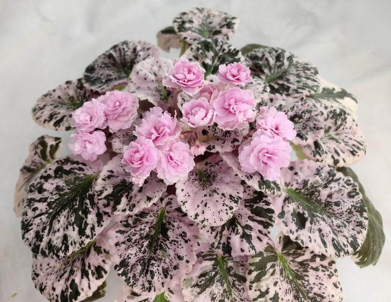 Rose Bouguet.jpg