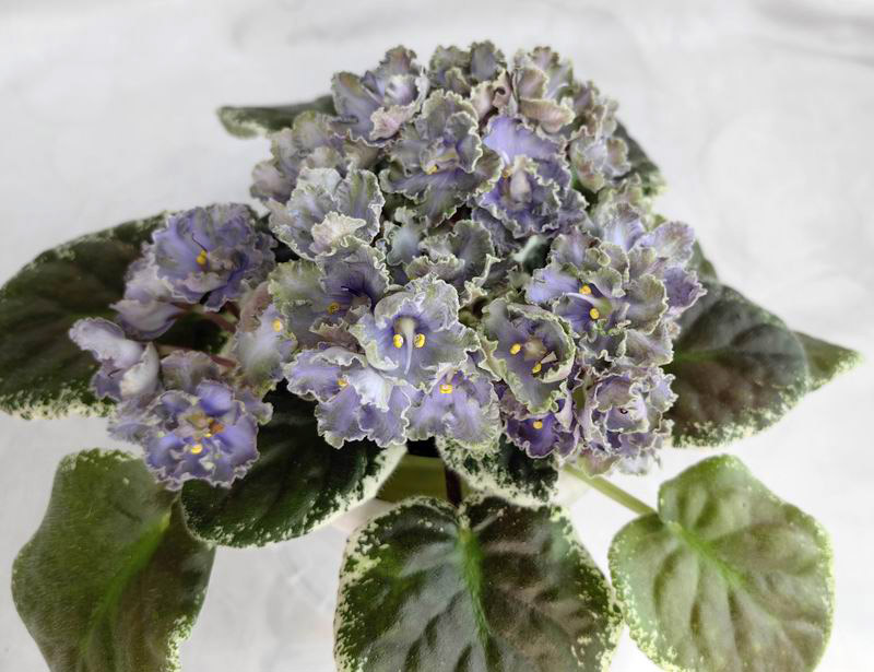 ЛЕ-Анечка.jpg