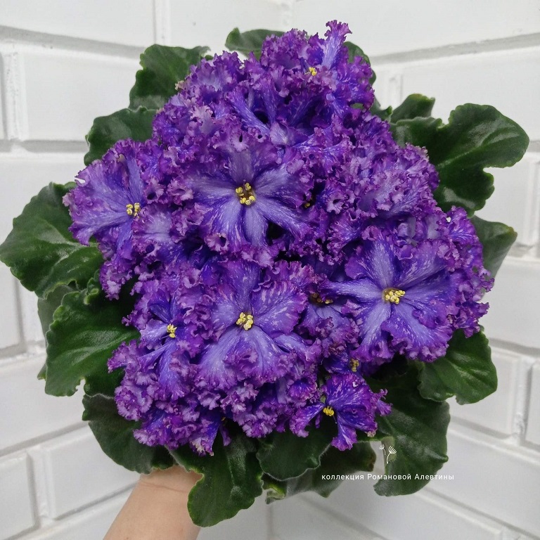 изображение_viber_2024-02-23_21-02-06-787.jpg
