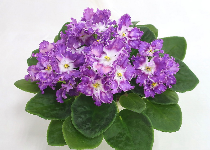 ЛЕ-Мелодия Дождя  колл.И.Данилина.JPG