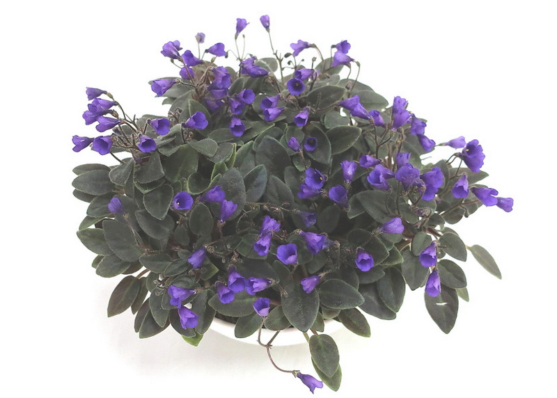Vallarta Campanas Moradas  колл.Л.Галицкая.JPG