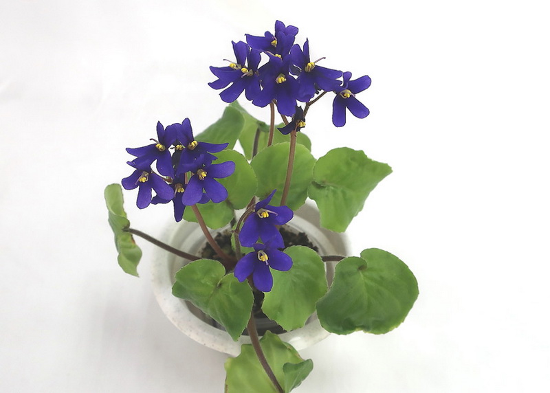 S.orbicularis var. purpurea  колл.Н.Старостенко.JPG
