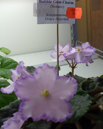 SDC13348.JPG