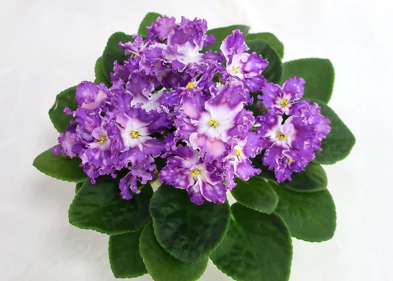 ЛЕ-Мелодия Дождя (Е.Лебецкая)  колл.И.Данилина.JPG
