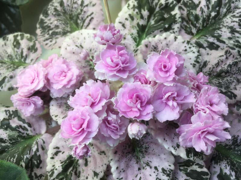 Плессер Rose Bouquet.jpg