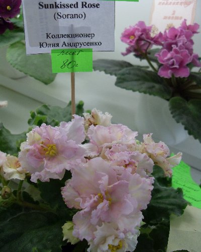 SDC13346.JPG