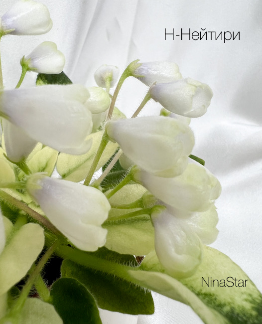 Н-Нейтири