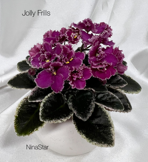 Jolly Frills